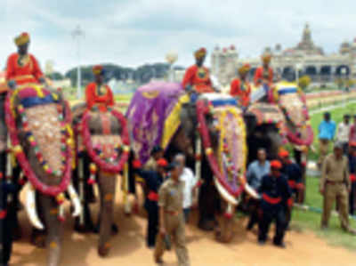 Dasara in mourning: No grand welcome for elephants