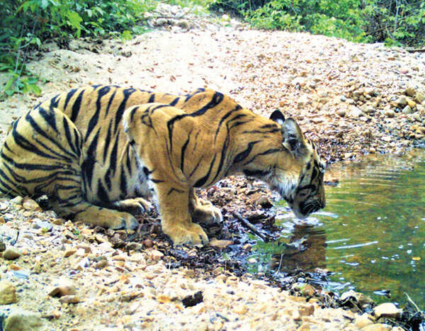 Why these tigers chose sugarcane fields over forests