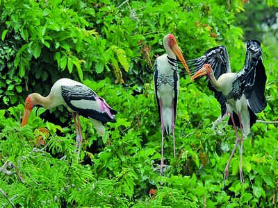 A variety of birds populate a one-of-its-kind sanctuary inside a motorcycle manufacturing unit