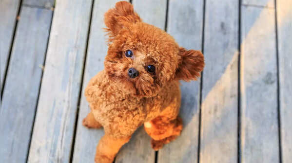 Toy Poodle
