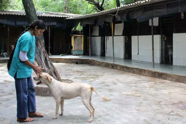 ABC sterilisation only solution, plan for shelters is flawed