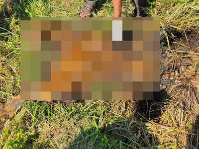 Maharashtra: Decomposed tiger carcass found in Gondia's paddy field