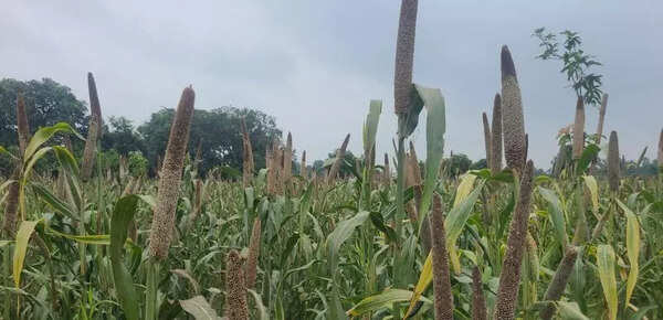 Bihar farmers embrace climate-smart practices to combat unpredictable weather patterns