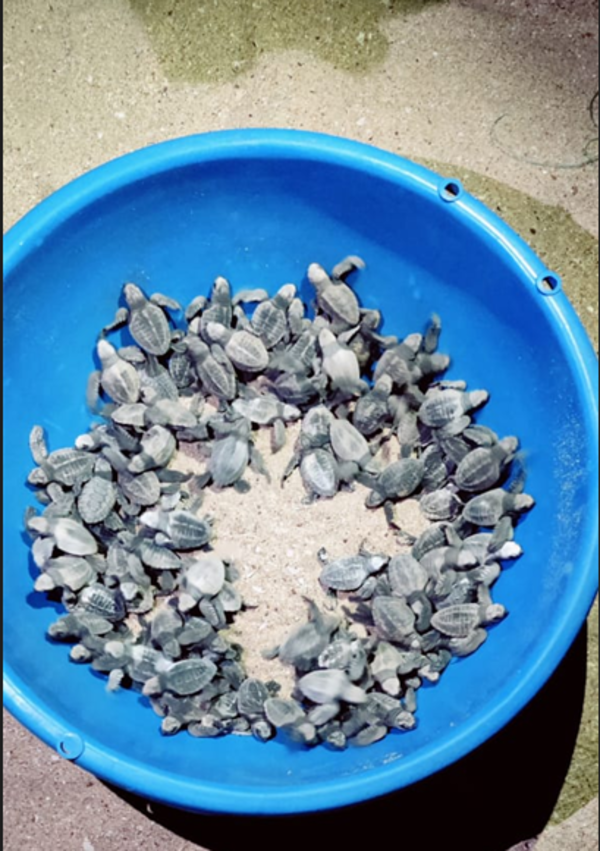 Olive ridleys return to S Goa shores, lay 19k eggs