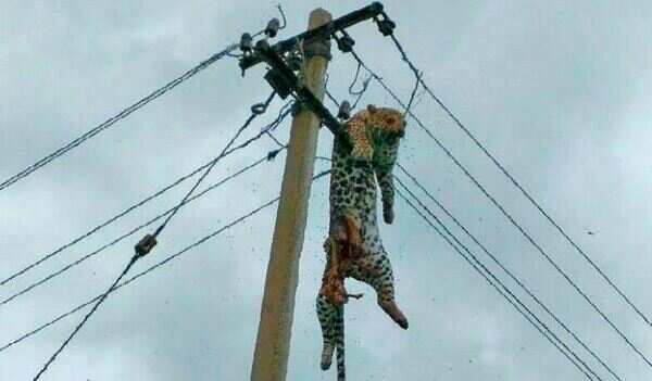 Leopard hangs from electric pole, autopsy rules out poacher's hand