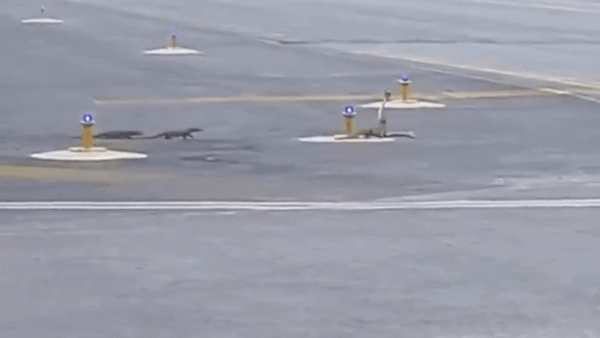 Patna airport runway turns battleground: Watch this epic showdown between Cobra and Mongooses