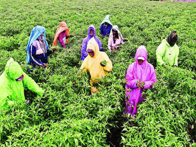 Heavy rain in Maharashtra & Karnataka, heat wave in Northwest India: IMD