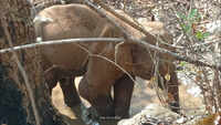 Elephant injured after stepping on IED in Jharkhand's West Singhbhum district