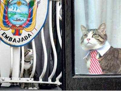 Take better care of cat, Ecuador tells Assange: Report