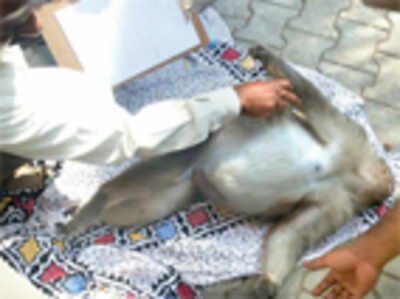 New twist: Obesity blamed for monkey deaths