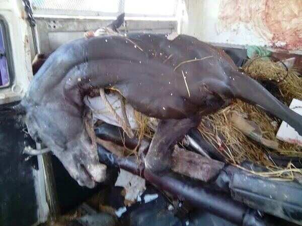 Six racehorses killed as vehicle transporting them topples in Tamil Nadu
