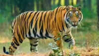Chhattisgarh: Young tiger found dead in 'territorial fight' in Achanakmar Tiger Reserve
