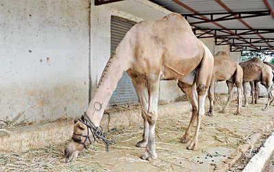 Camels brought for ‘sacrifice’ rescued