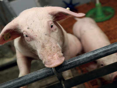 Over 10,600 pigs die of African Swine Fever in Mizoram