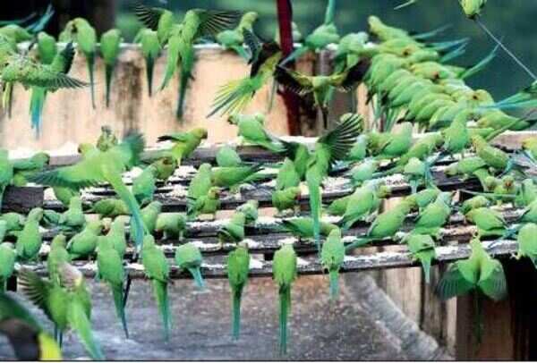Couple start day feeding 3,000 parrots
