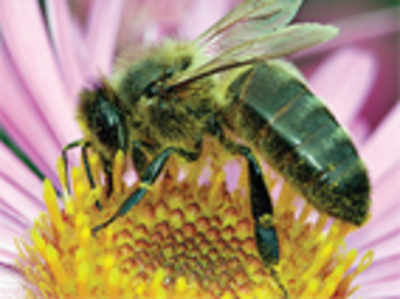 Falling bee population poses malnutrition risk