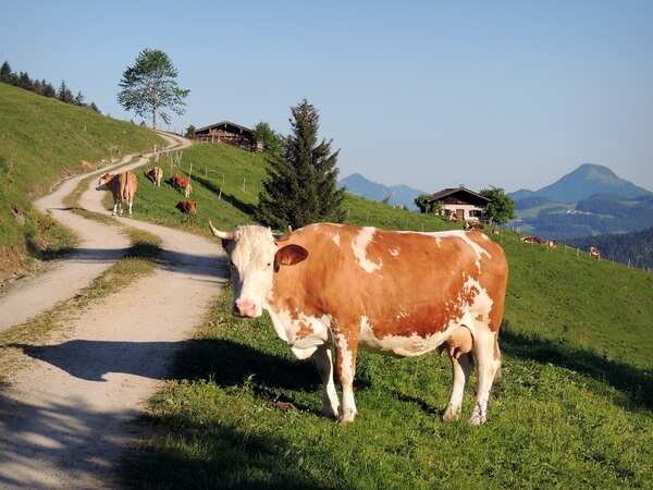 Cow ghee: Popular options for all your cooking needs