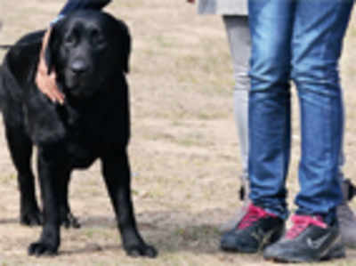 More dogs turn diabetic, thanks to masters