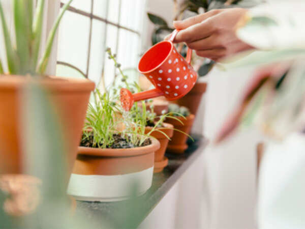 Homes go green with indoor plants