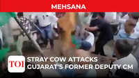 Stray cow attacks Gujarat's former deputy CM Nitin Patel at 'Har Ghar Tiranga' rally 