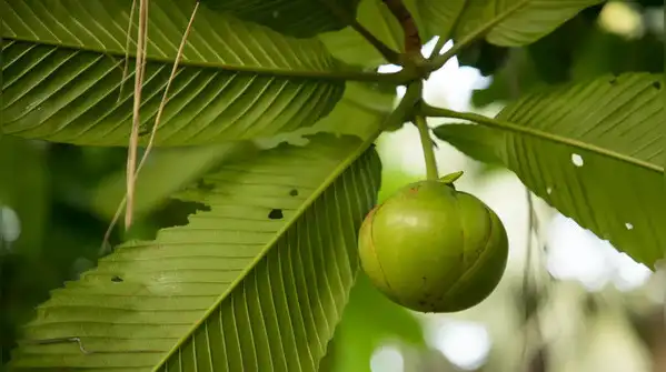 Chalta (Elephant Apple)
