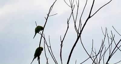 Navi Mumbai plans to set up first bird park, get 100 desi winged beauties