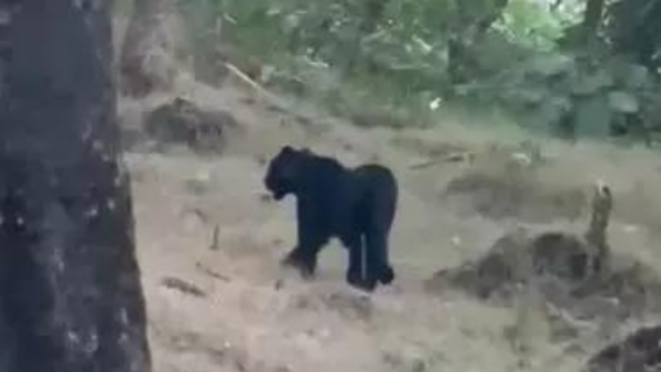 Black leopard spotted in Maharashtra's Bhandara forest