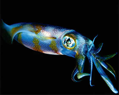 Squid protein inspires bio-compatible plastic