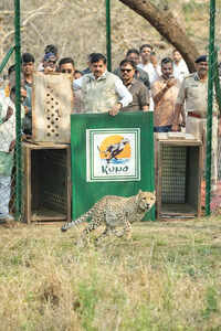 CM Yadav releases two more cheetahs  in Kuno, total no. in India now at 57