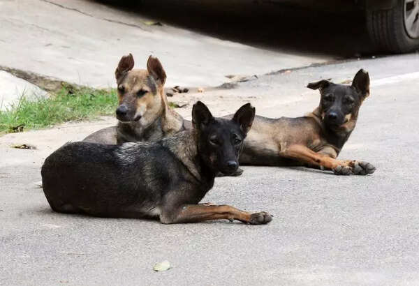 District eyes forest-edge land for stray dog shelters