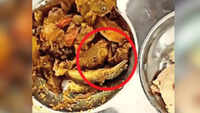 What a mess! 'Lizard' found in meal at Bhopal&rsquo;s RGPV, staff terms it capsicum & eats it