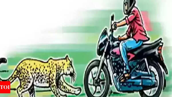 Gujarat: Human toll from animals at 10-year high