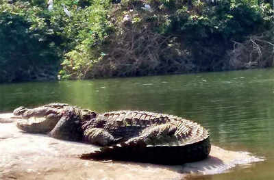 Story behind the photo: Crocodiles on the rocks