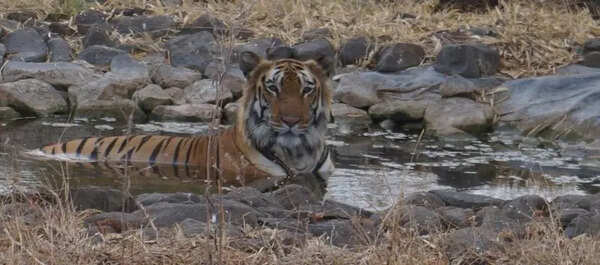 Gorewada zoo beats the heat with coolers, fogger systems and water holes for big cats