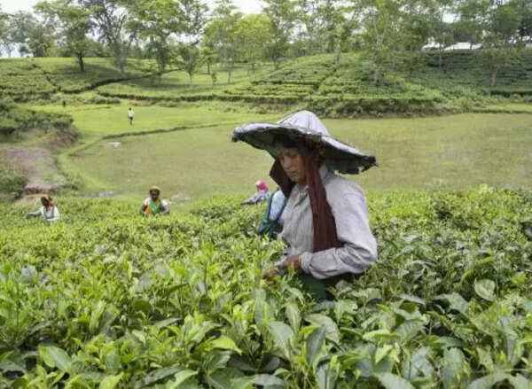 Tea Board makes import quality tests a must from May 1