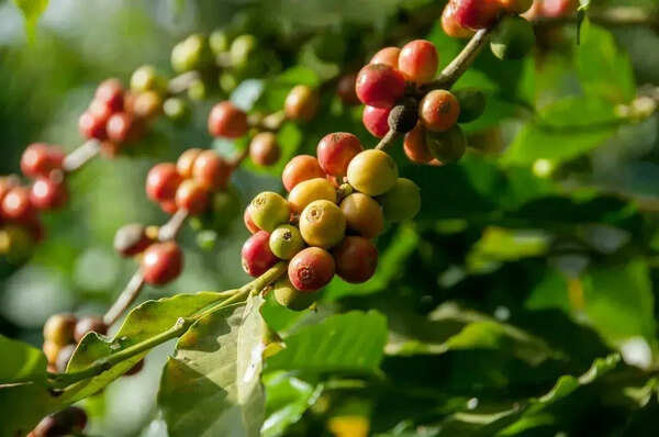 AP’s first integrated coffee processing unit to be set up in Vizag region