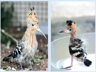 Hoopoe chick gets ‘second life’