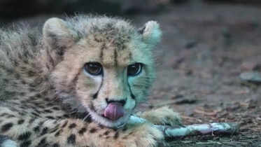 In pics: Mukhi, India's first native cheetah, turns two – a look ...