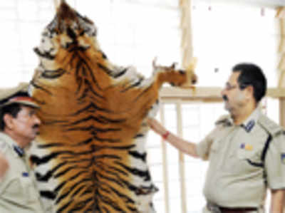 How a tiger met with a horrific end 8 years back
