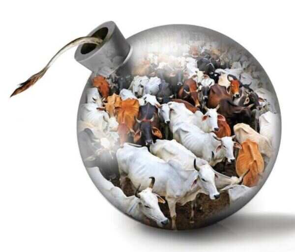 Why the cow has gone from mata to menace