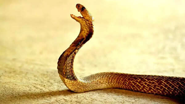 Bitten back by railway worker, snake dies