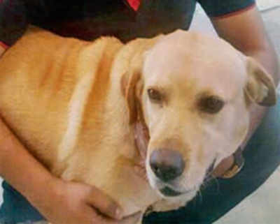 Good Samaritans reunite DCP with pet Labrador
