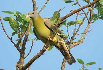 Karnataka: Birds create quite a flutter at biodiversity hotspot Kidoor