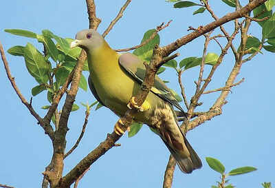 Karnataka: Birds create quite a flutter at biodiversity hotspot Kidoor