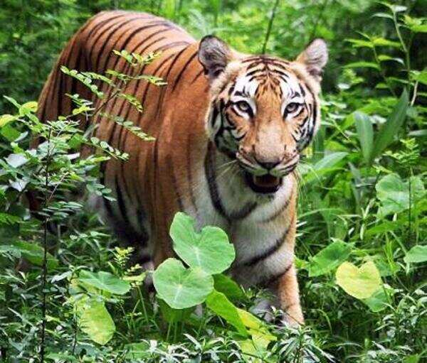 Forest dept officials suspect tiger presence in Mhow jungles