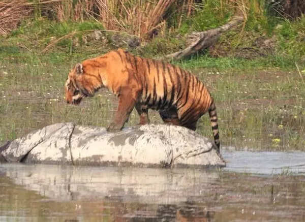 2 tigers kill female rhino in Dudhwa Tiger Reserve