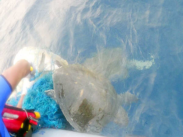 3 injured Olive Ridley turtles wash ashore in 24 hours