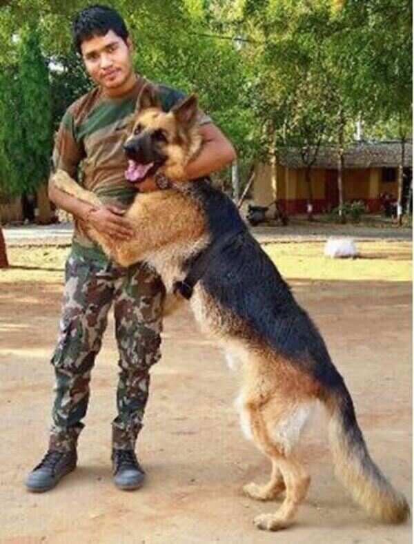 Sniffer dog tightens the nose to recover 60 kg sandalwood