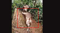 People rescue antelope near Nagarhole National Park in Karnataka 