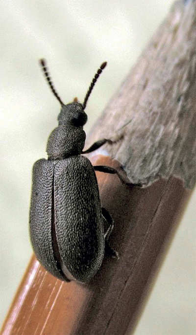 Urban Jungle: Beetle bonanza